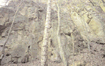 Markant für den Quarztrachyt bei Bairisch Kölldorf ist das weiße Gestein.
