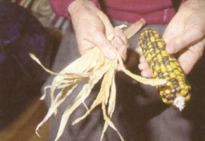 gerupfte Woazlin für das Füllen eines Strohsackes Woazlin