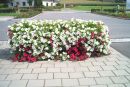 Blumenschmuck beim Gemeindezentrum in Hohenbrugg