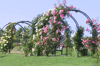 Rosarium, Rosengarten am Rosenberg