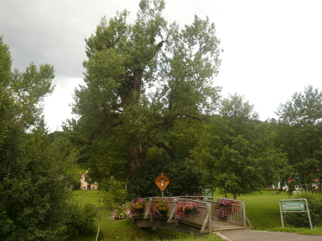 Naturdenkmal Schwarzpappel/Dorfkreuz