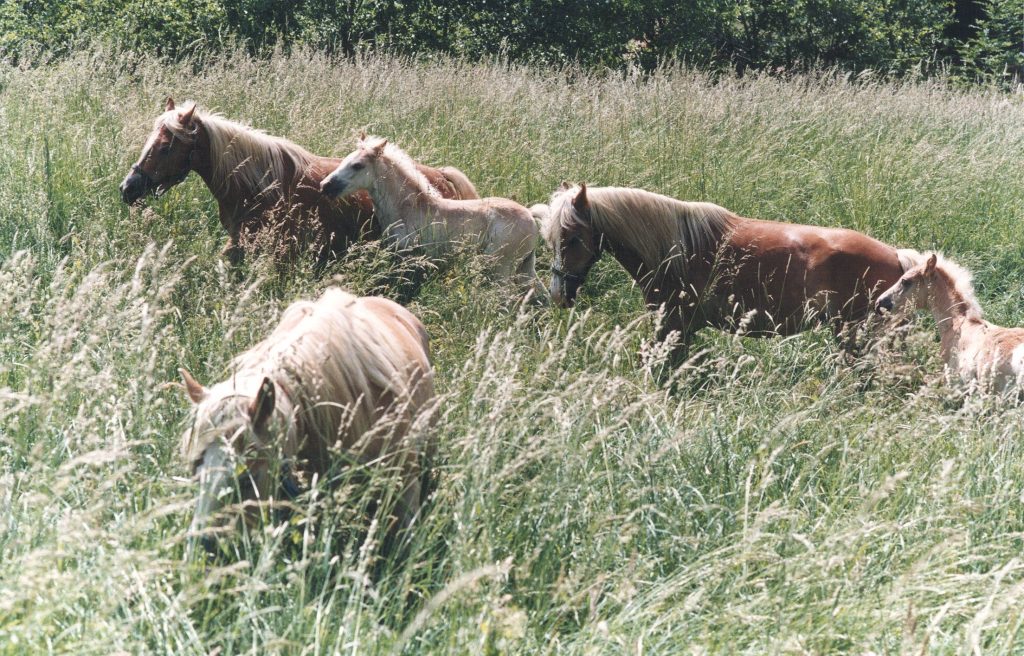 Pferdehof Sabitzer