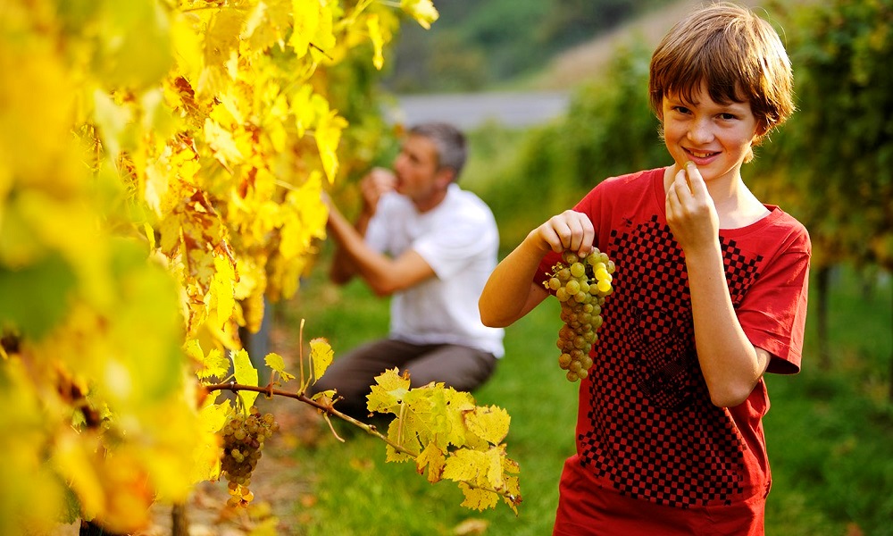 Weinbau
