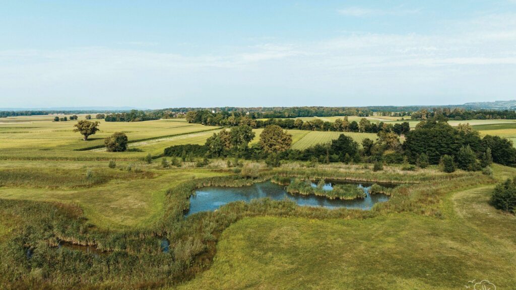Welche Tiere und Pflanzen verstecken sich wohl in der Wiese oder am Tümpel? (c) Thomas Sattler Photography I Naturverbunden Steiermark