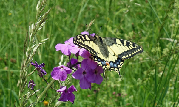 Praxistag Naturnaher Garten: Susis Garten